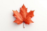 Autumn leaf autumn maple plant. AI generated Image by rawpixel.