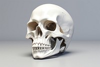 Skull anthropology sculpture anatomy. 