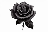 Black rose drawing flower sketch. AI generated Image by rawpixel.