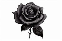 Black rose drawing flower sketch. 