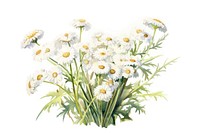 Pearly Everlasting flower plant daisy. 