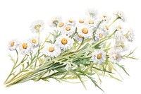 Pearly Everlasting flower plant daisy. AI generated Image by rawpixel.