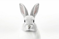 Bunny face animal mammal rodent. AI generated Image by rawpixel.