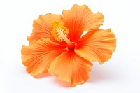 Hibiscus flower hibiscus petal plant. AI generated Image by rawpixel.