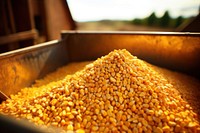 Corn grains food agriculture vegetable. 