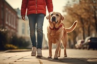 Labrador retriever standing walking mammal. AI generated Image by rawpixel.