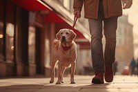 Labrador retriever standing walking mammal. 