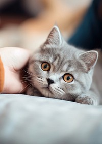 British shorthair cat animal mammal kitten. 