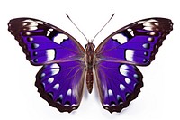 Purple Emperor Butterfly butterfly animal insect. 