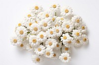 Pearly Everlasting flower petal plant. AI generated Image by rawpixel.