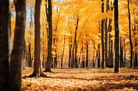 Fall forest landscape outdoors autumn. AI generated Image by rawpixel.
