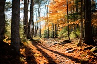 Fall forest landscape outdoors woodland. 