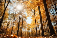 Fall forest landscape sunlight outdoors. 