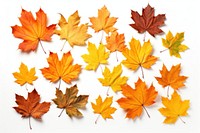 Fall leaves backgrounds maple plant. AI generated Image by rawpixel.