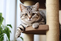 American Shorthair Cat animal mammal kitten. 