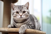 American Shorthair Cat animal mammal kitten. 