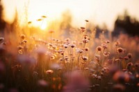 Wildflowers field backgrounds landscape. 