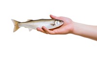 Holding fish seafood animal hand. AI generated Image by rawpixel.
