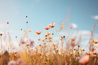 Wildflower nature meadow sky. 