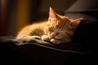 Sleeping kitty sleeping animal mammal. 