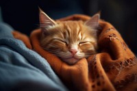 Sleeping kitty sleeping blanket kitten. AI generated Image by rawpixel.