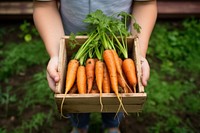 Carrot vegetable gardening outdoors. AI generated Image by rawpixel.