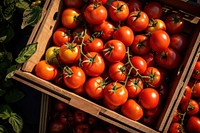 Tomato box vegetable plant. 