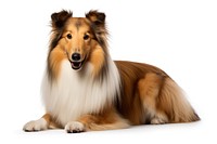 Dog mammal animal collie. AI generated Image by rawpixel.