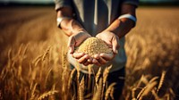 Dusty farmer hand holding rice grain plant outdoors nature field. 