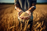 Dusty farmer hand holding rice grain plant agriculture outdoors nature. 