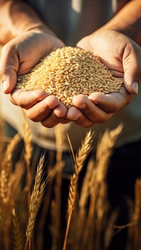 Dusty farmer hand holding rice grain plant food agriculture harvesting. AI generated Image by rawpixel.