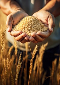 Dusty farmer hand holding rice grain plant food agriculture harvesting. 