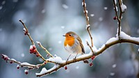 European robin outdoors nature animal. 