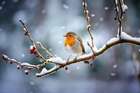 European robin outdoors branch nature. 