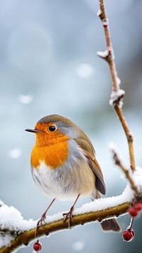 European robin outdoors animal nature. AI generated Image by rawpixel.