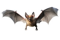 Bat wildlife animal mammal. AI generated Image by rawpixel.
