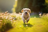 Puppy playing animal mammal meadow. 