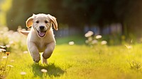 Puppy playing animal mammal dog. 