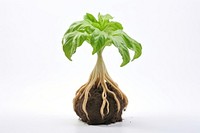 Mandrake plant leaf root. 