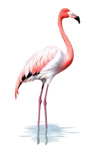 Flamingo animal bird white background. 