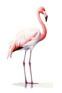 Flamingo animal bird pink. 