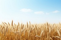 Wheat field outdoors horizon nature. 