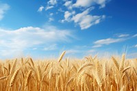 Wheat field agriculture outdoors nature. 