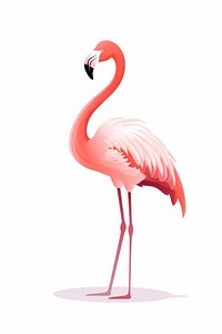 Flamingo animal bird pink. 