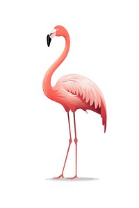 Flamingo animal bird pink. 