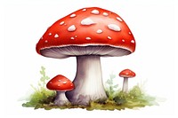 Mushroom fungus agaric plant. 