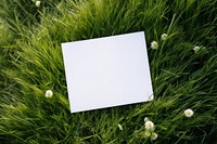 Invitation card grass outdoors nature. 