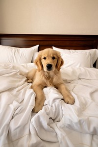 Golden puppy bed furniture blanket. AI generated Image by rawpixel.
