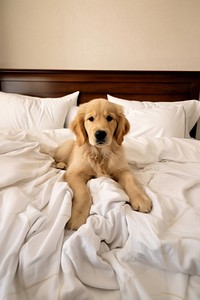 Golden puppy bed furniture blanket. 