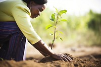 Woman planting a tree outdoors gardening nature. 